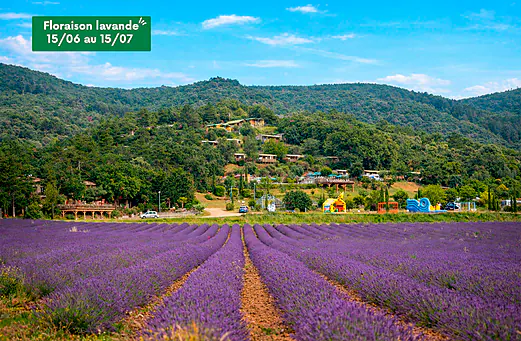 Champ de lavande en fleurs, Mobil-homes et jeux gonflables au camping CLICOCHIC Bastets à Marsanne (26). Champ de lavande en fleurs, Mobil-homes et jeux gonflables au camping CLICOCHIC Bastets à Marsanne (26).