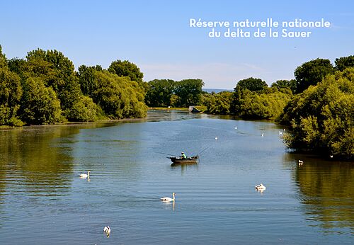 Pêcheur en barque et cygnes dans la Réserve naturelle du delta de la Sauer.