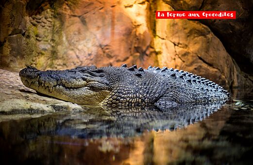 Grand crocodile à La Ferme aux Crocodiles, attraction près de Pierrelatte, Drôme.